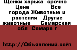 Щенки харька! срочно. › Цена ­ 5 000 - Все города Животные и растения » Другие животные   . Самарская обл.,Самара г.